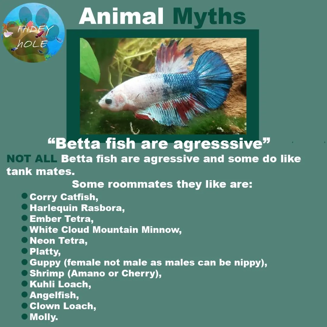 'Betta fish are aggressive'

#bettas #bettafish #bettafishcare #bettafishtank #bettacommunity #betta #fishcontent #fishtank #fishkeeper #fishcare #animals #english