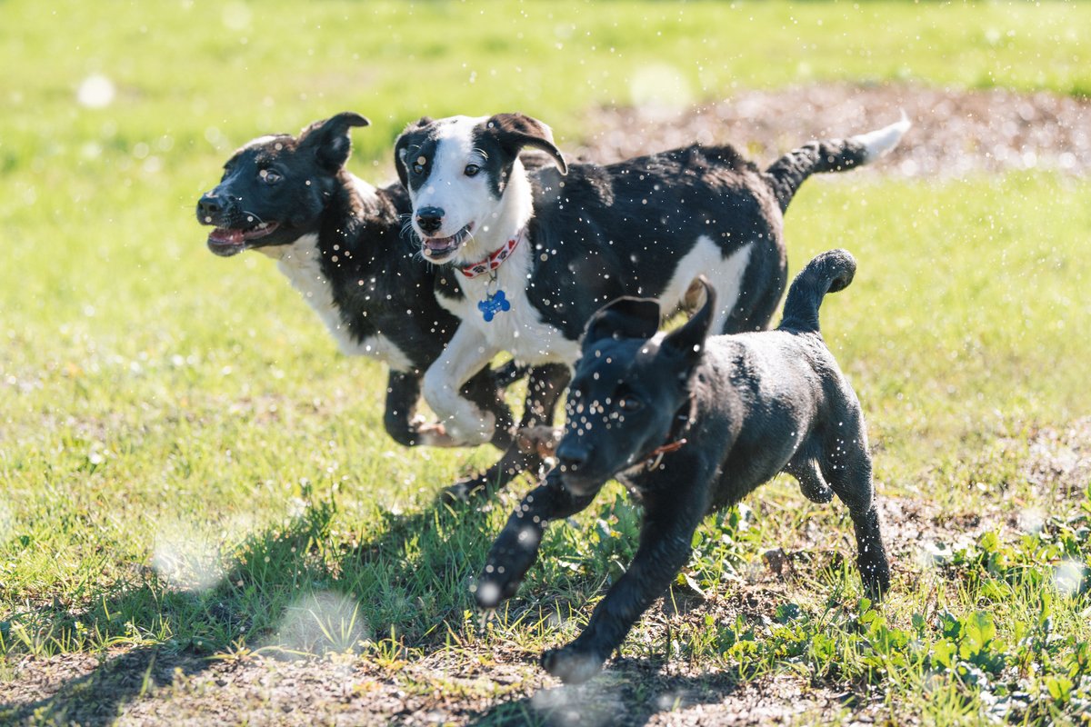 CWOB's tweet photo. Say hello to our recent #rescue #dogs from Mexico! ❤️Our new arrivals are beginning to settle in; they are already participating in #playgroups with our #volunteers. They know they’re #safe and have nothing but unconditional love and fresh starts ahead of them! 
#dogplaytime https://t.co/OwkXQxSFkz