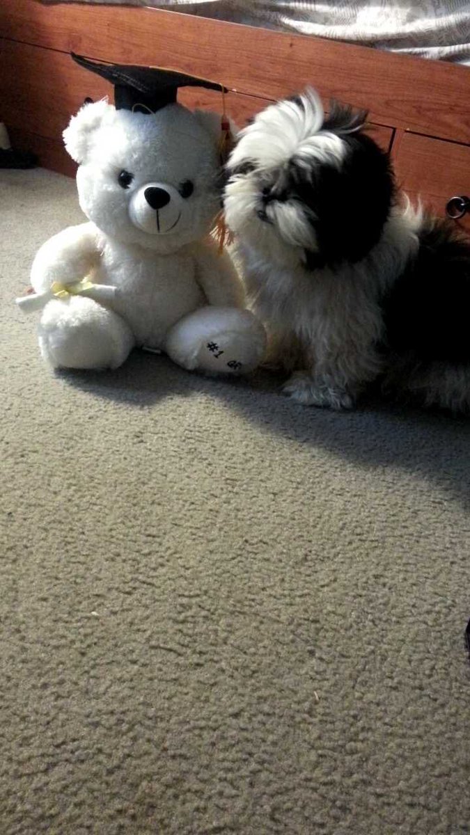 SAVAGE_ISCO's tweet photo. This is the worst day of my life. I’m lost for words… Sucks that you’re just a part of my life and I was your whole life. Thank you for the 16 years my son. May your beautiful soul rest in peace and enjoy doggy heaven. I’ll see you soon Oreo 🤍🖤🐶🙏🏻😔 https://t.co/UbW3bxK9UI