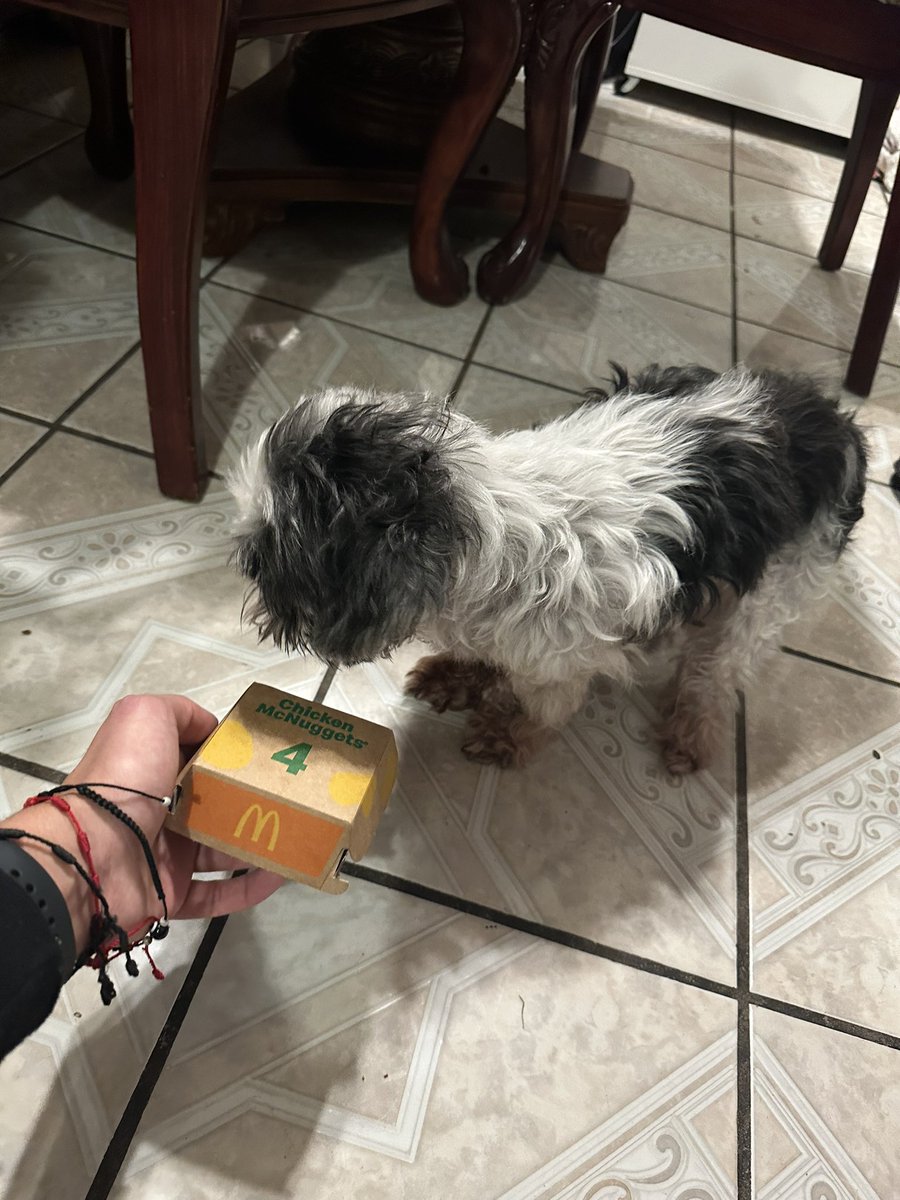 SAVAGE_ISCO's tweet photo. This is the worst day of my life. I’m lost for words… Sucks that you’re just a part of my life and I was your whole life. Thank you for the 16 years my son. May your beautiful soul rest in peace and enjoy doggy heaven. I’ll see you soon Oreo 🤍🖤🐶🙏🏻😔 https://t.co/UbW3bxK9UI