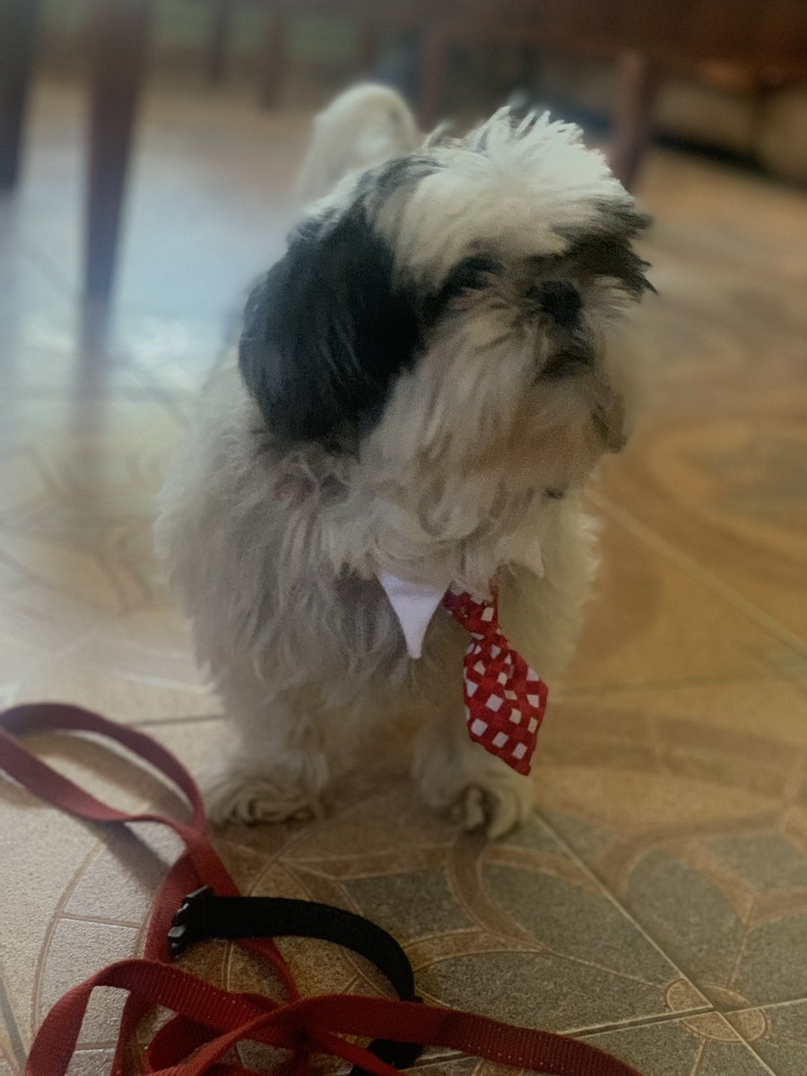 SAVAGE_ISCO's tweet photo. This is the worst day of my life. I’m lost for words… Sucks that you’re just a part of my life and I was your whole life. Thank you for the 16 years my son. May your beautiful soul rest in peace and enjoy doggy heaven. I’ll see you soon Oreo 🤍🖤🐶🙏🏻😔 https://t.co/UbW3bxK9UI