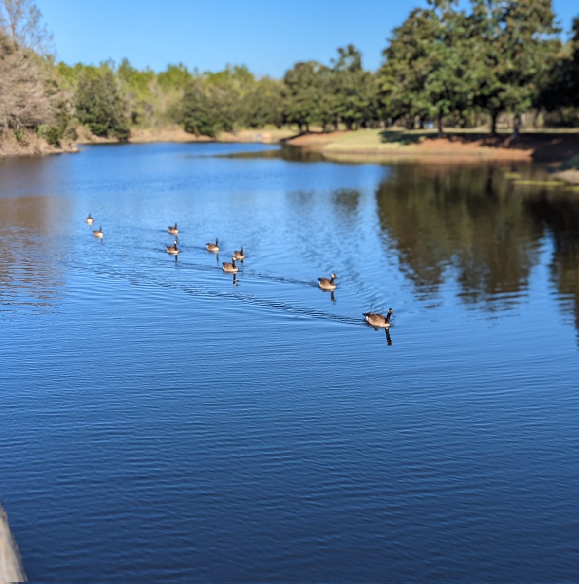 ArtistPaulYoder's tweet image. Cute little flock crossing. ☺️