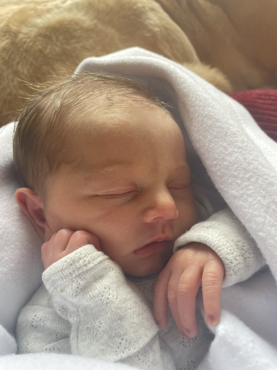 ang_marathonmom's tweet photo. Sophia is one week old today and watched her Uncle Richard score 19 points and a big WIN today for @SUHornetsMBB !!  Go Hornets! 💯💯🏀🏀💪🏻💪🏻💕💕 https://t.co/fXH75eNYaw