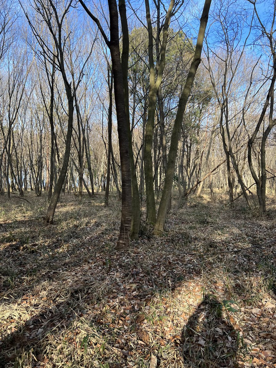Panakinsky's tweet photo. 今日のサバゲーフィールド凄い!
たたの森林でバリケードない!
#BEFOREST #サバゲー #TwitFi https://t.co/QXBbbcMyo6