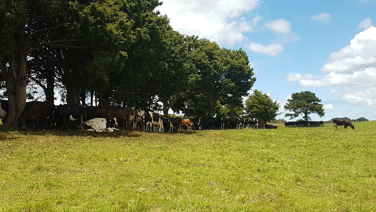 These girl's aren't silly,  they know the best place to be at this time of the day. 
So good to have so many trees one farm, Shade is just one of the many benefits they bring!