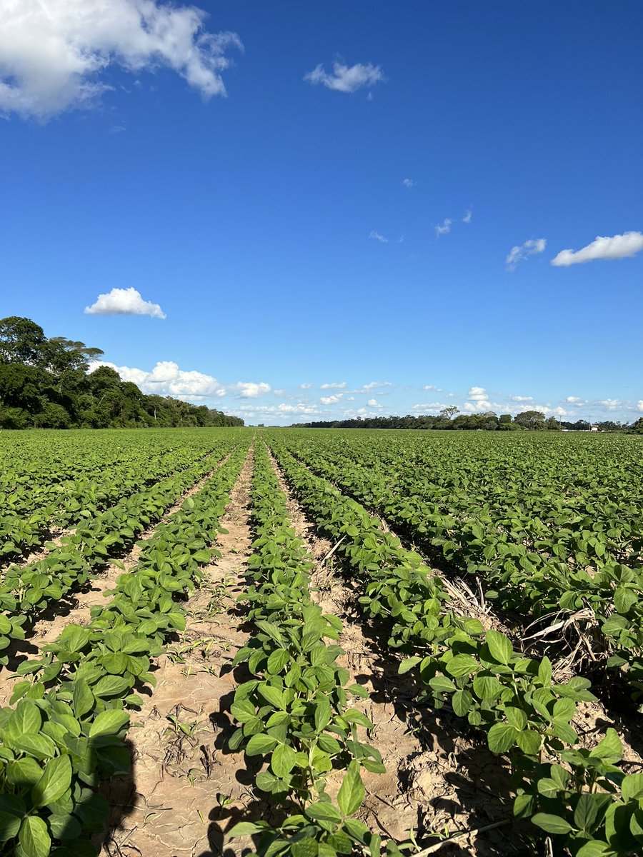 Round 2 on this field. Looks great this time around. #Soybean #farming #Bolivia #agro