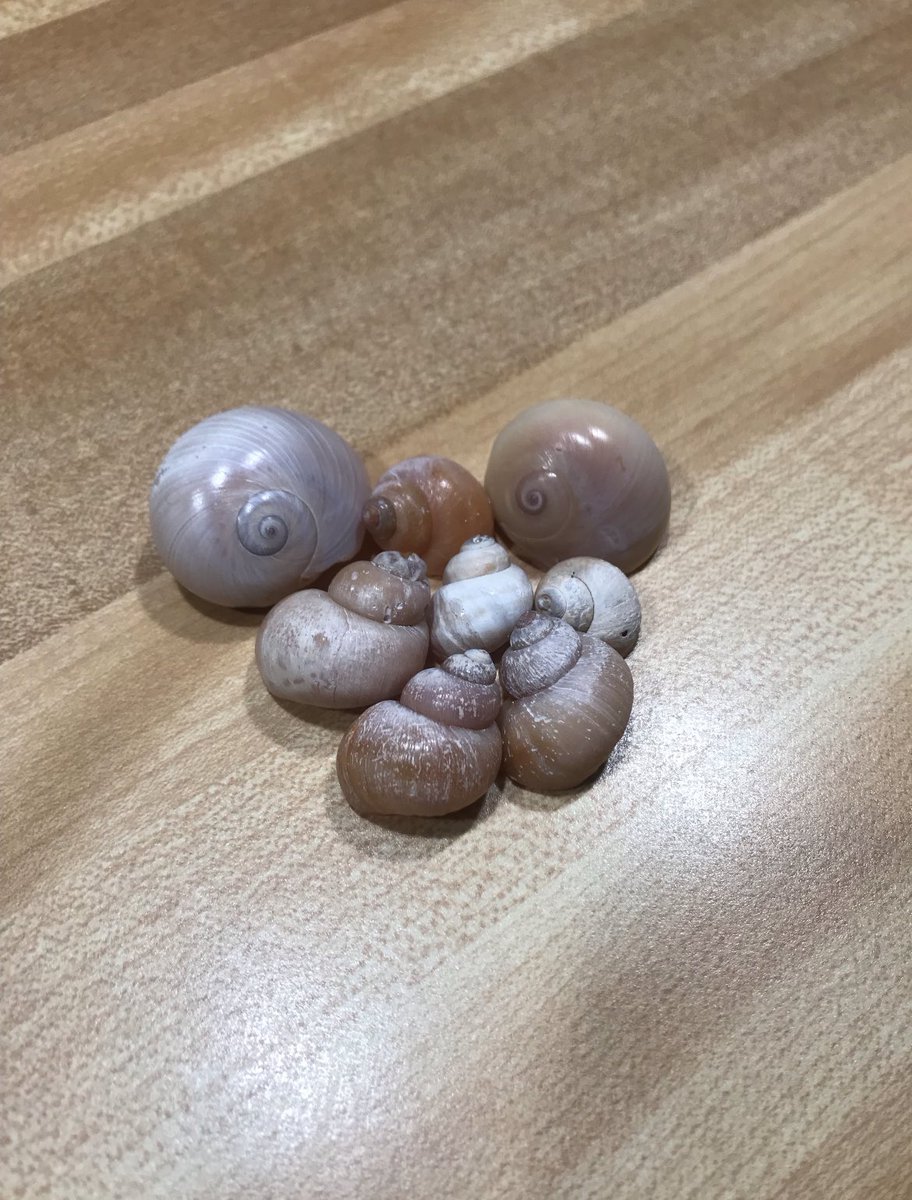_megflynn7's tweet photo. My dad sent this photo in a family gc and my mom said he picked these up and said to her “look it’s us and our babies” (they have six kids) and if that isn’t the most pure thing ever I don’t know what is 😭 https://t.co/SfMvOmHwdM