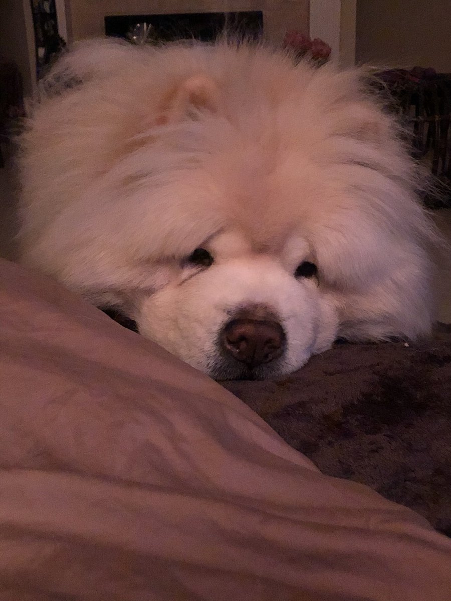 boobearyyc's tweet photo. Mums just gots homey ands has salmony furs meโs buts meโs cants reachy it... ๐ณ๐ณ๐ณ #socloseandyetsofar #moderndogproblems https://t.co/mIaWeFTIBx