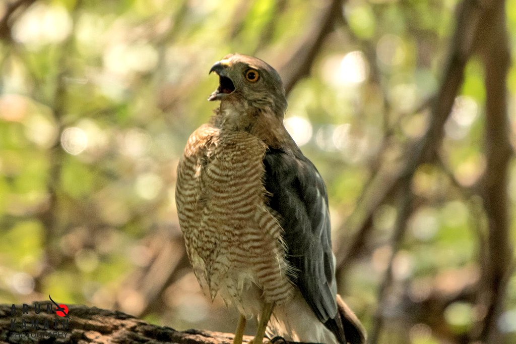 The Shikra giving a shoutout to me on a #birding day #BirdsOfTwitter #IndiAves #birds #birdphotography #ThePhotoHour #BBCWildlifePOTD #natgeoindia @Saket_Badola @ParveenKaswan @vivek4wild @Avibase