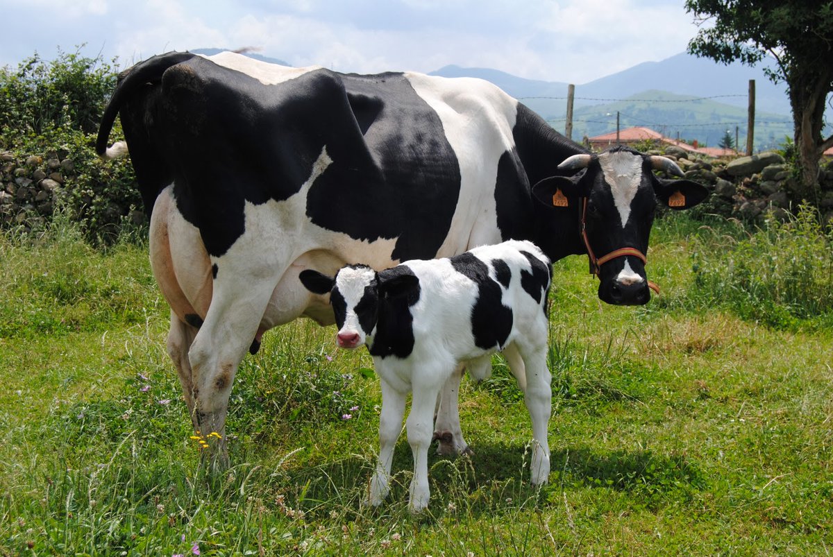 GanaderiayAgro's tweet photo. La cetosis clínica es un desorden metabólico en ganado lechero alto productor, ocurre cuando la ingesta de alimento no es capaz de regenerar la energía perdida para sostener los altos niveles de producción. Acércate a tu veterinario para que te ayude.  

#Ganadería #Establos https://t.co/4Bf8JJJiIO