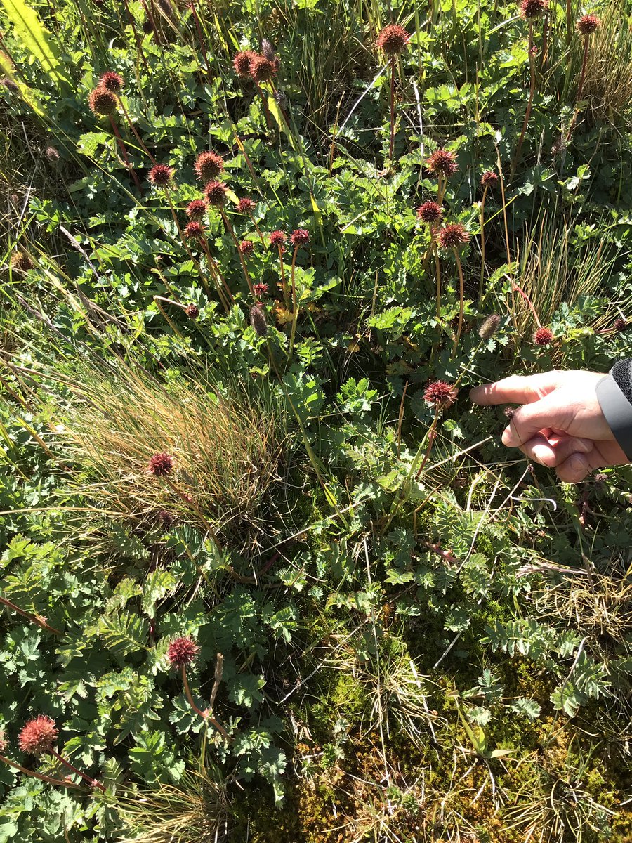 Just arrived to #southgeorgia our first mission is to retrieves <a href="/TheASICSProject/">ASICS - Cold region invasions</a> loggers. Sometimes very well hidden!
@darwin_defra