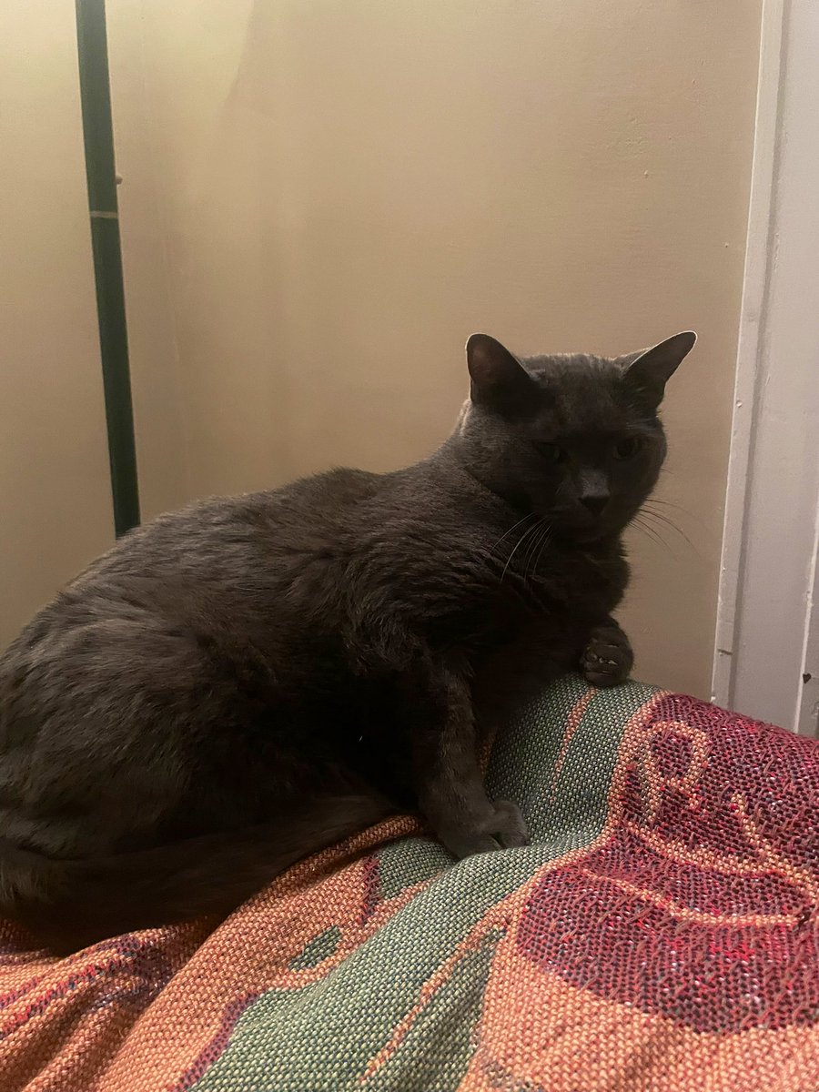 sweetlleaf's tweet photo. a guy and his favorite spot on the couch https://t.co/2TXYxqPnTP