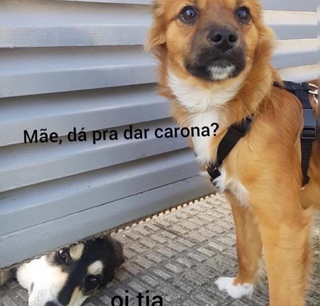 "tu avisou tua mãe?"
"não, mas ela leva"

<a href="/BichinhosFB/">Bichinhos fofinhos pra quem ta cansado</a>