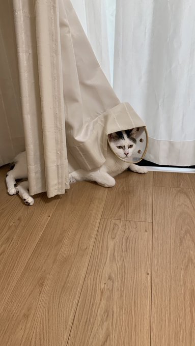 Twitterのコスプレ画像47