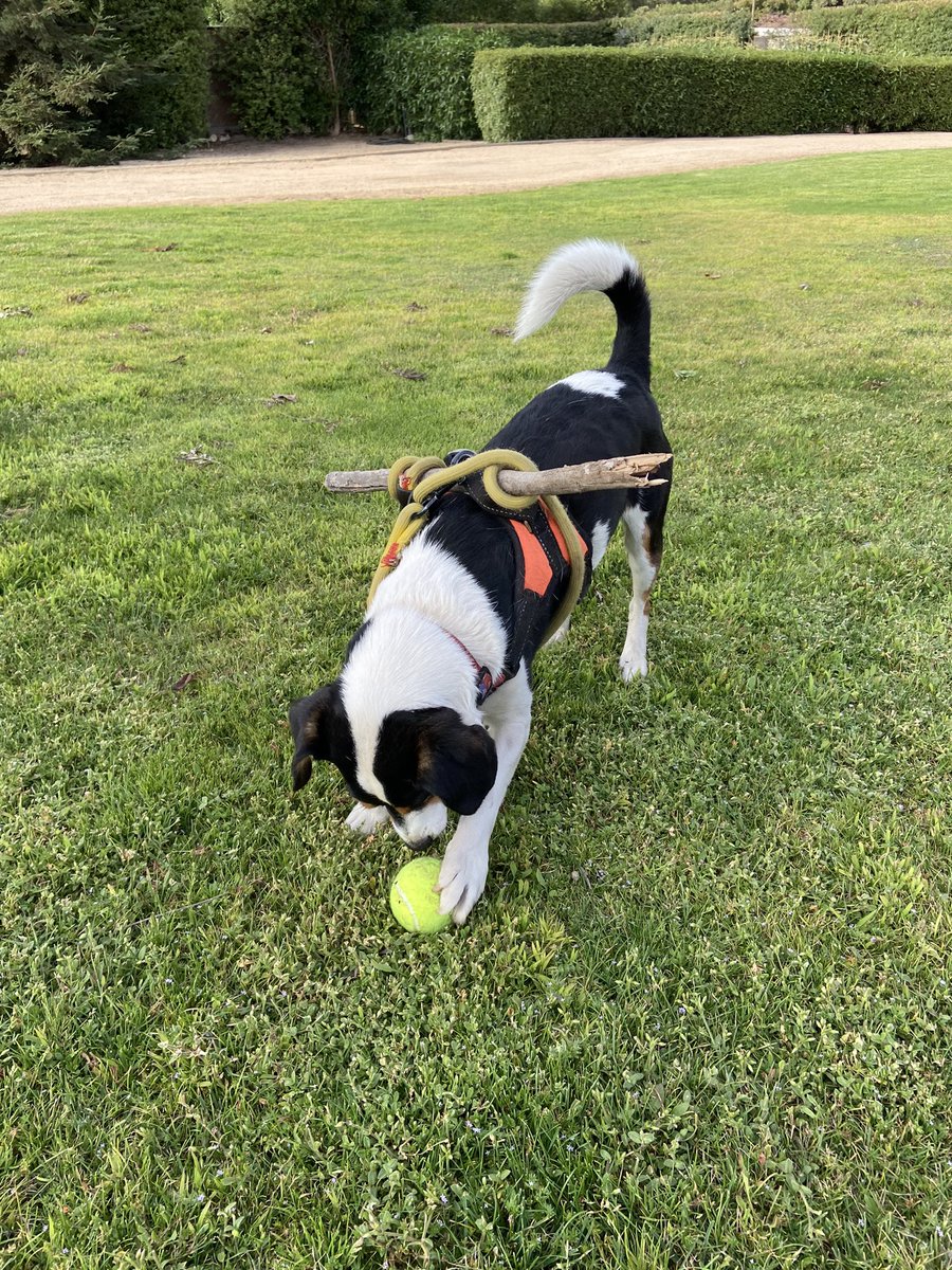 Mi perro escapista con su palito anti escape