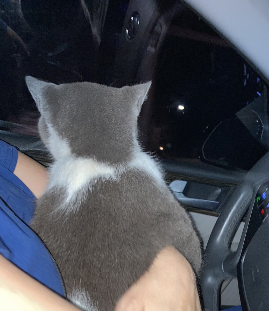 BrownieTurd's tweet photo. Took Mr Sprinkles for a drive yesterday. He did not appreciate it the way that Penny does!! However he still purred in my arms. #FastCat #KittyTurd https://t.co/VmTWa8Dlyx