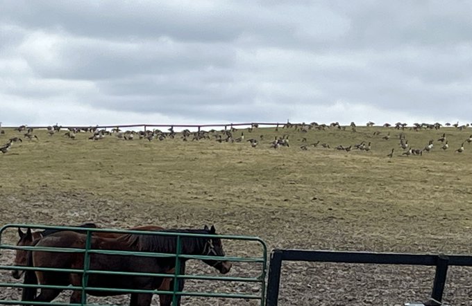 I thought these guys migrated south for the winter. #geese #climatechange  #whattheheck #goosepoop https://t<a href="/tag/climatechange"class="tags"><span>#climatechange</span></a><a href="/tag/whattheheck"class="tags"><span>#whattheheck</span></a><a href="/tag/geese"class="tags"><span>#geese</span></a><a href="/tag/goosepoop"class="tags"><span>#goosepoop</span></a>