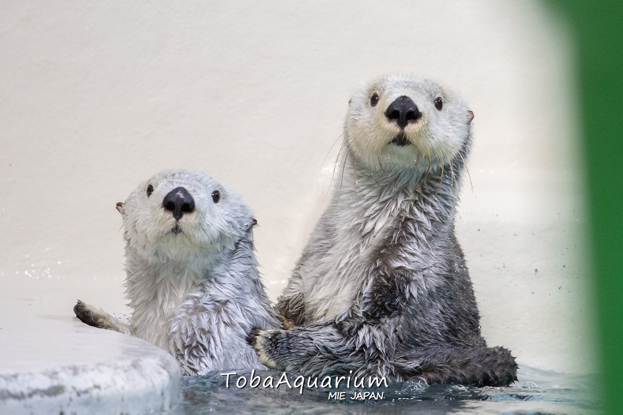 鳥羽水族館（TOBA AQUARIUM） on X: 