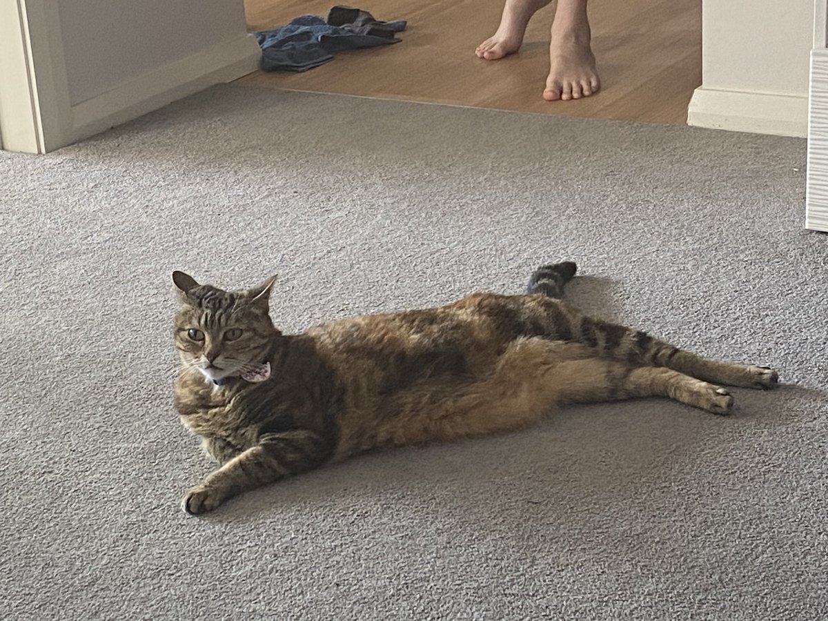 Moogyver's tweet photo. @ckeckholm @michaelscat2 I want a teeny house panther as a brother to Kaylee. She’s looking far too relaxed and needs a playmate 😂 https://t.co/7nbHGX0EKX