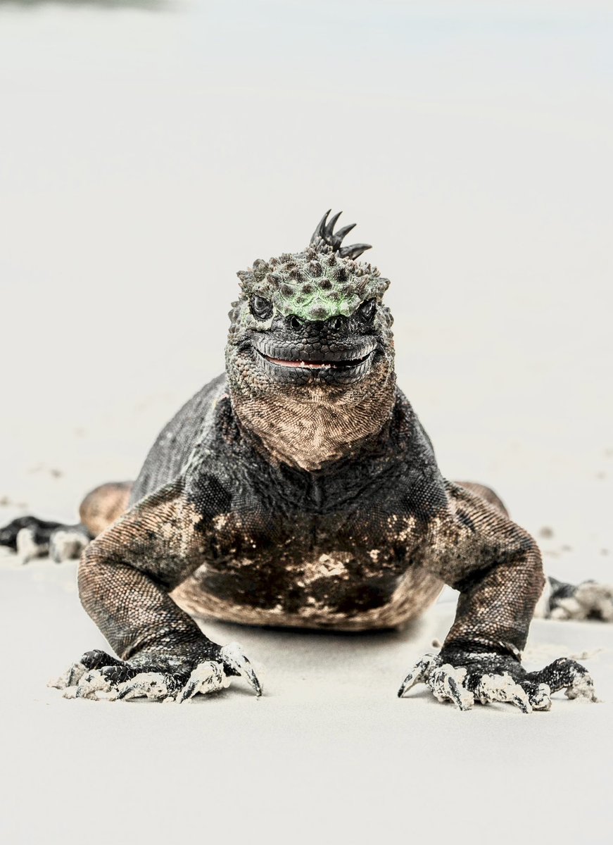 GinaGoesOutside's tweet photo. boy do I love a little reptile and boy does the camera love them. behold the fellas https://t.co/TijWddVRJU