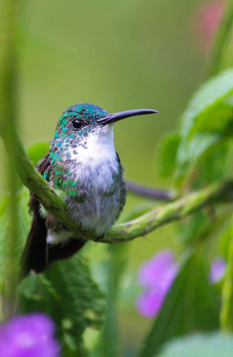 dylanpantin's tweet photo. Here's a few shots I took last week
I missed this life fr
📸📍 Yerette - Home of the Hummingbird https://t.co/wIGu18Wx9O