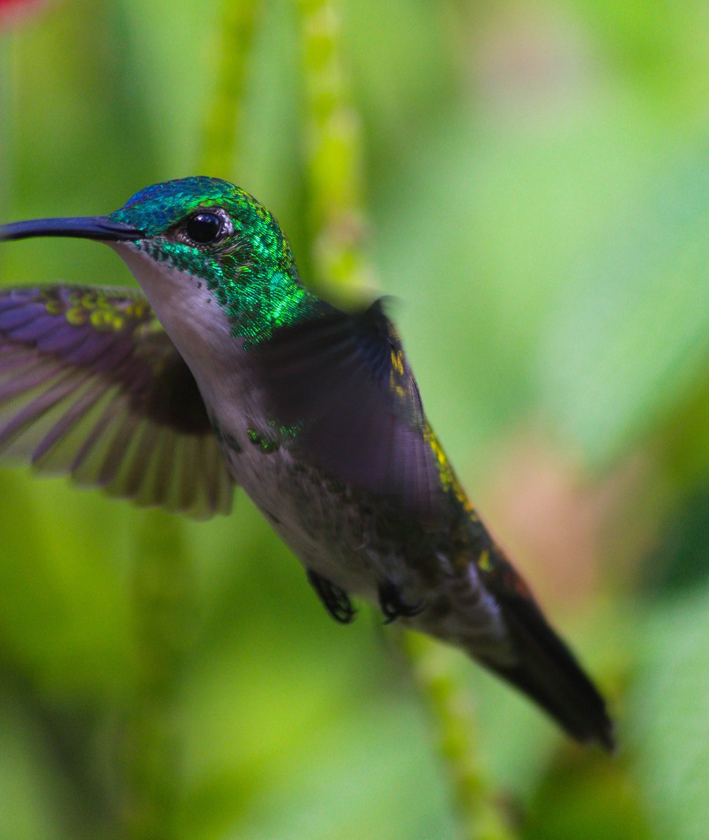 dylanpantin's tweet photo. Here's a few shots I took last week
I missed this life fr
📸📍 Yerette - Home of the Hummingbird https://t.co/wIGu18Wx9O