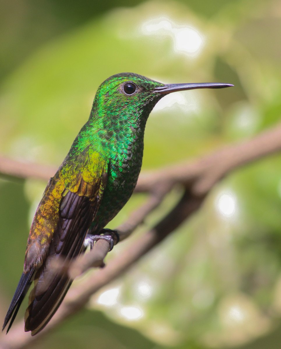 dylanpantin's tweet photo. Here's a few shots I took last week
I missed this life fr
📸📍 Yerette - Home of the Hummingbird https://t.co/wIGu18Wx9O