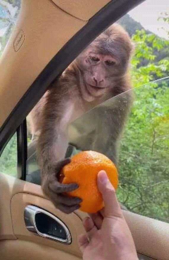 faunaofworld's tweet photo. https://t.co/s4Poc5YXnT