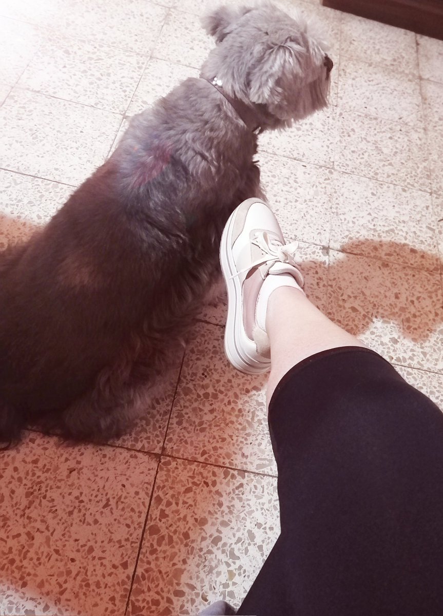 laikitacm's tweet photo. Después de la fractura y varias semanas de reposo, hoy finalmente recibo mi 1er fisioterapia 😉👍. Acá descansando junto a Tíana ☺️. https://t.co/PP3sNTQF4T
