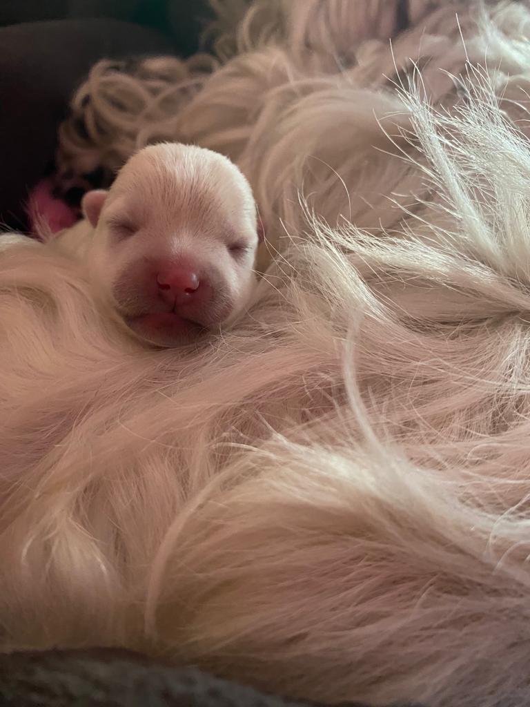 Demetra_Regan_'s tweet photo. @mayemusk May(e) we entice you in liking this photo of our newborn westie girl? Only 48 hours old and we are absolutely smitten! #dogsofteitter #westielove #westies #puppies https://t.co/QhkqYjLtbg