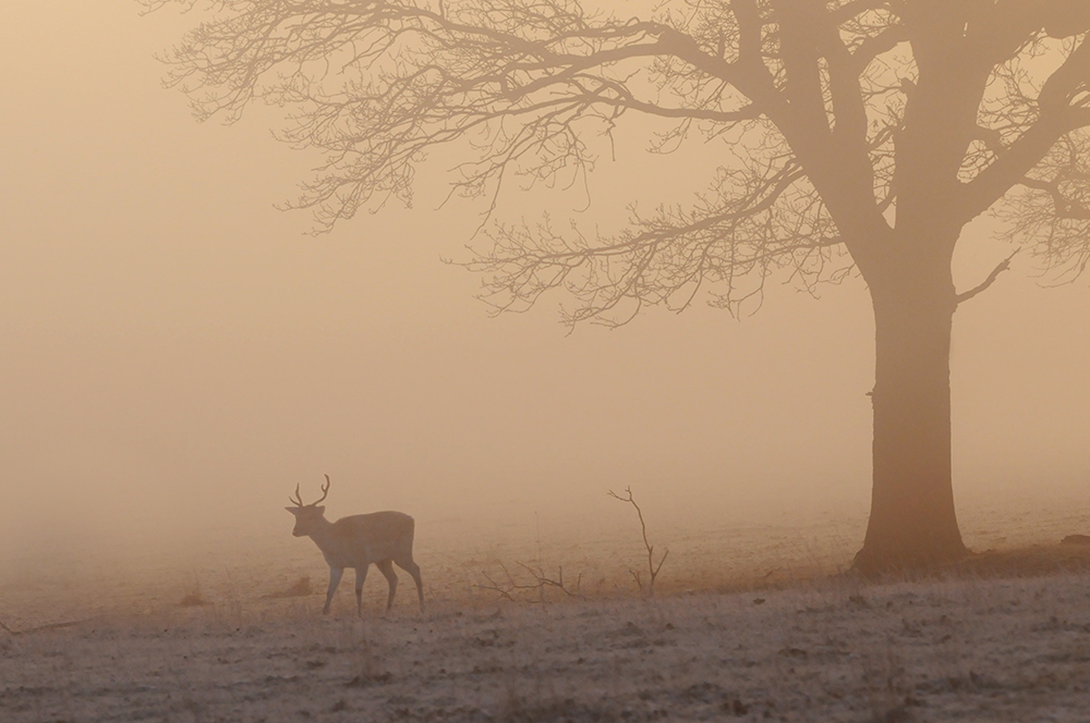 A Year with Deer tweet media