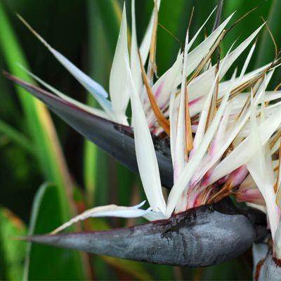 Giant White Bird of Paradise (Strelitzia nicolai) grows mostly in coastal dune vegetation and in evergreen forests near the coast. It is a common feature of the coastal vegetation from East London northwards. #PerennialFlowers #StrelitziaVarieties

seedsandplants.co.za/products/flowe…