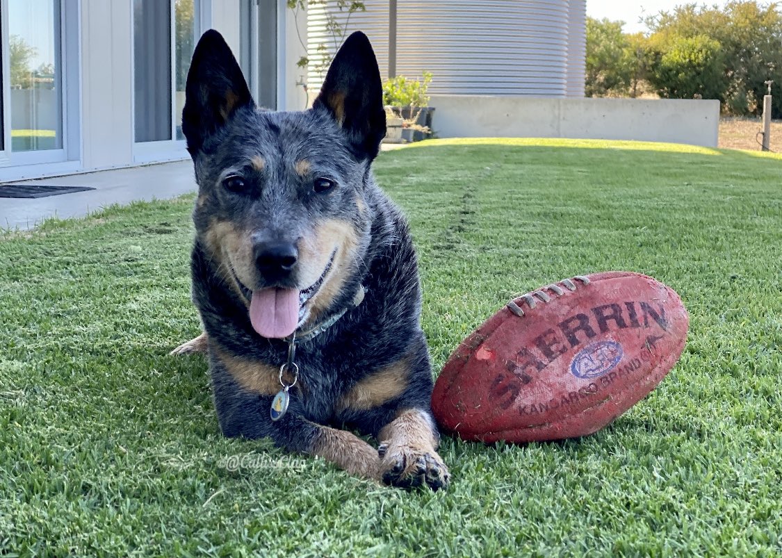 CallissClan's tweet photo. A pretty nice advertisement for #Sherrin @afl #Wally https://t.co/mIAPE0X0jN