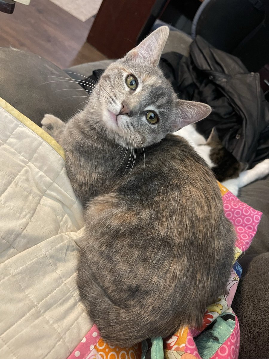zanne_tastic's tweet photo. @redgoldrush Sending love and cuddles and Coffee Le Bean says she's glad things are better. https://t.co/FW3kciRQtk