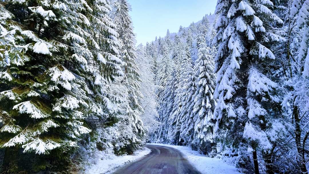 GOHunedoara's tweet image. Pădurea în straie albe....😘❄🚴‍♂️🌲🗻
La Cheile Jiețului, Munții Parâng. 
Foto Catalin Valea
...
#cubicicleta #cheilejietului #muntiiparang #iarna #valeajiului #turismvaleajiului #frumuseteanaturii #beautifulplanetearth #gohunedoara #locurifrumoase