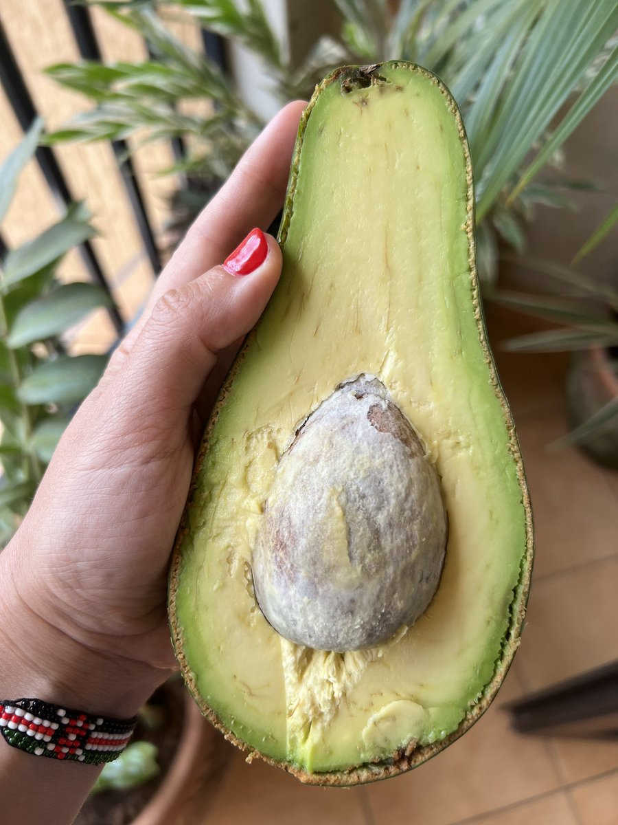 Hello Sweden! This is what an avocado looks like! 0,7 kg and super sweet. Not the tiny thing you pay 3 dollars for in the supermarket. Welcome to Uganda!🥑🇺🇬❤️ #Uganda #pearlofafrica
