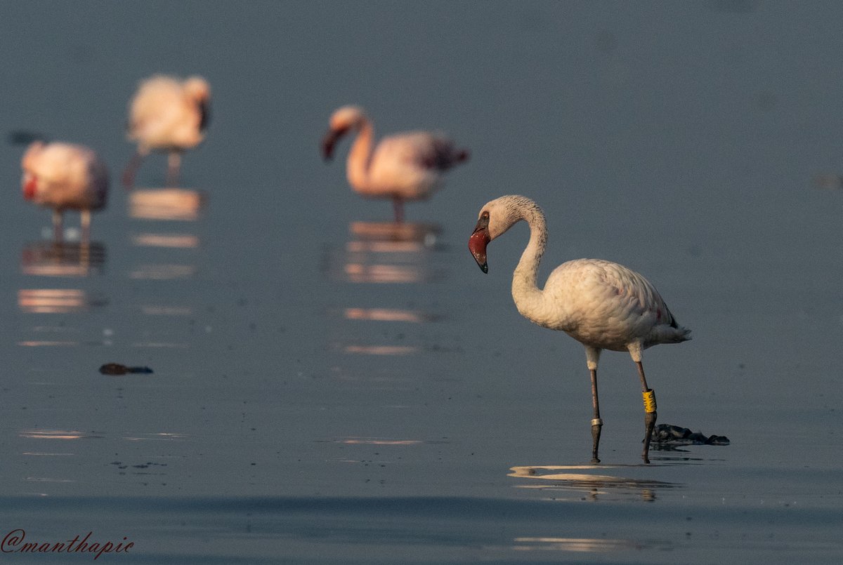 @BNHSIndia ringed flamingo at TS Chankya 21st jan 2023 morning . #IndiAves #birdsaroundme #waytowild #birds #birdslover #birdsofindia #BirdTwitter #birdlovers #natgeoindia #natgeowild