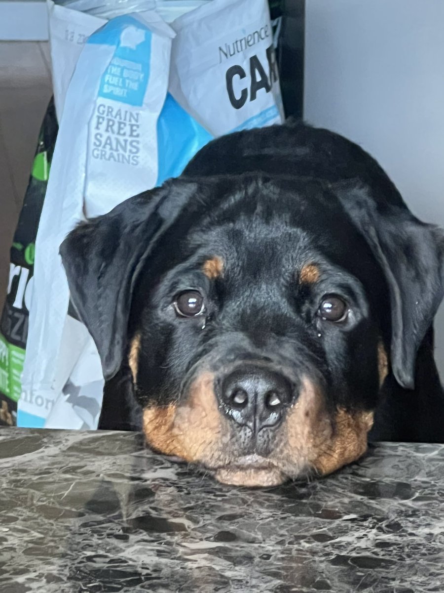 There’s a hole in my blinds…About the same size of a 5 month old Rottie head….
I wonder who did that 🤔🤔🤔🤔
😂