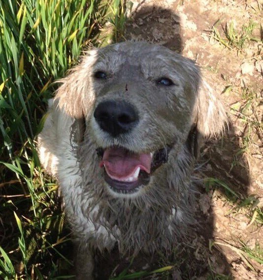 SydneyTrotter11's tweet image. Over the years I’ve fancied a change of hair colour. @GarnierUK @tedgibson 🐕🐾 #fullbodied #combover