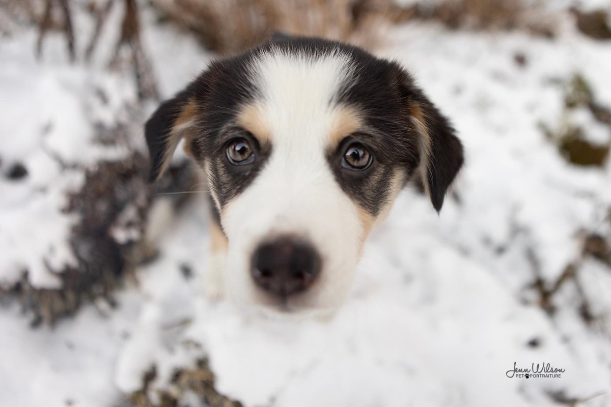 PoundDog911's tweet photo. Name: Hattie
Age: 12 wks
Gender: F
Spayed: yes
UTD vaccines: yes
Breed: Australian Shepherd X
Colours: tri
Coat length: med
House trained: in progress
Special needs: no
OK with kids: over 6 y
OK with cats/dogs: yes
Microchip: yes
Size: Med
Location: Cambridge
Adoption fee: $800 https://t.co/3YuytRHO1J