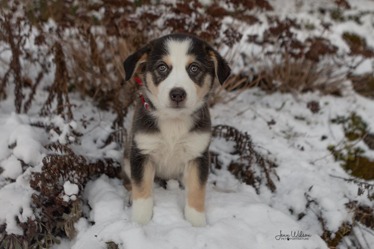 PoundDog911's tweet photo. Name: Hattie
Age: 12 wks
Gender: F
Spayed: yes
UTD vaccines: yes
Breed: Australian Shepherd X
Colours: tri
Coat length: med
House trained: in progress
Special needs: no
OK with kids: over 6 y
OK with cats/dogs: yes
Microchip: yes
Size: Med
Location: Cambridge
Adoption fee: $800 https://t.co/3YuytRHO1J