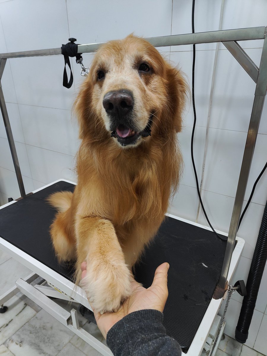 Probasibangali's tweet image. Some #boys are good and really well #behaved 

Met Chiro the #gentle #giant in #pet #grooming centre 

Life with #goldenshowers