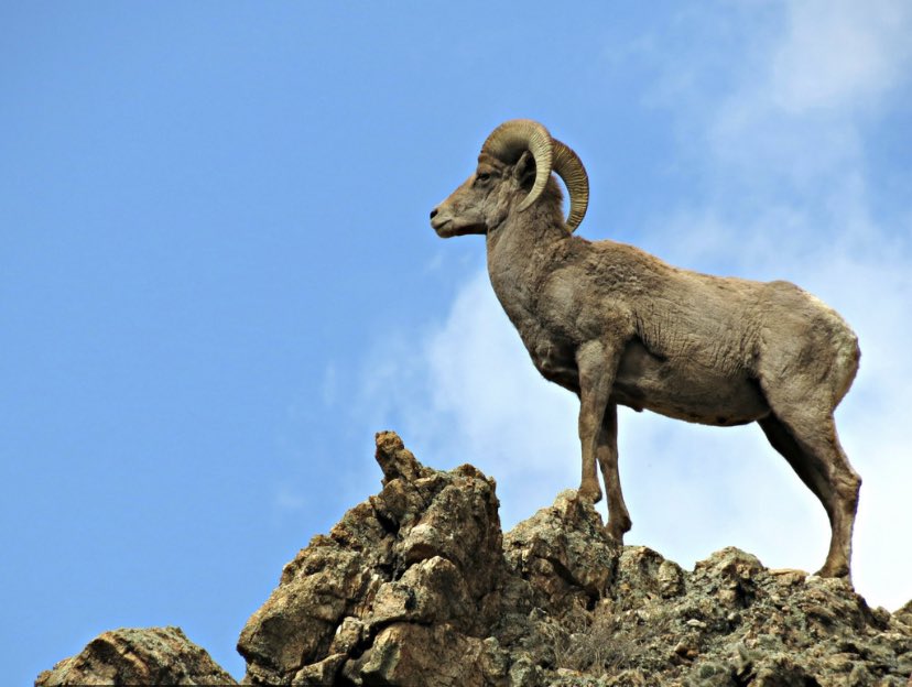 CoachCoryBailey's tweet image. Rams, Rams, Rams!!! Got better multiple times. So excited to add to such a proud program. #RamTough #ALLin @fsuramsfootball @coachtdumont @FSUCoachKel