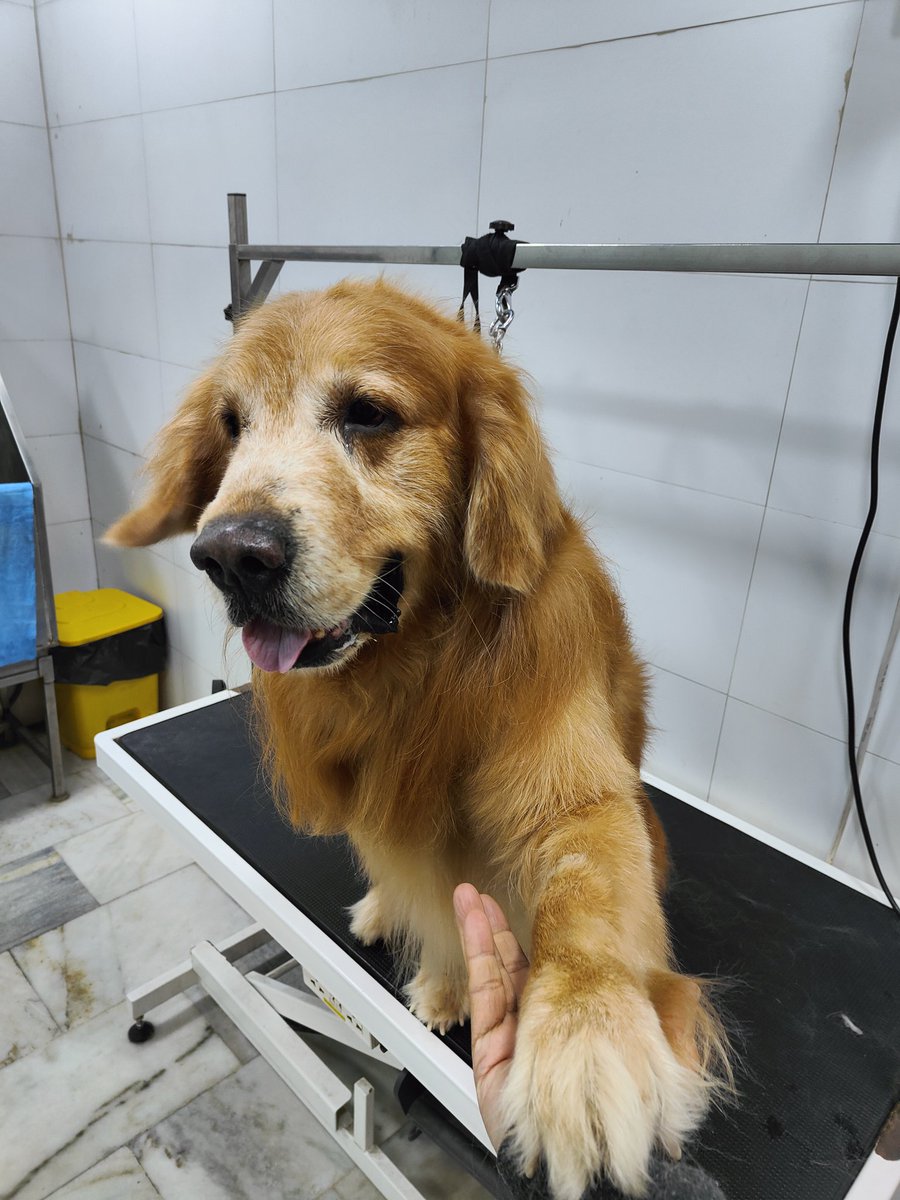 Probasibangali's tweet image. Some #boys are good and really well #behaved 

Met Chiro the #gentle #giant in #pet #grooming centre 

Life with #goldenshowers