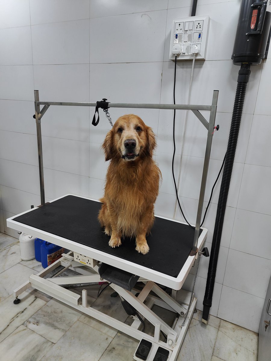 Probasibangali's tweet image. Some #boys are good and really well #behaved 

Met Chiro the #gentle #giant in #pet #grooming centre 

Life with #goldenshowers