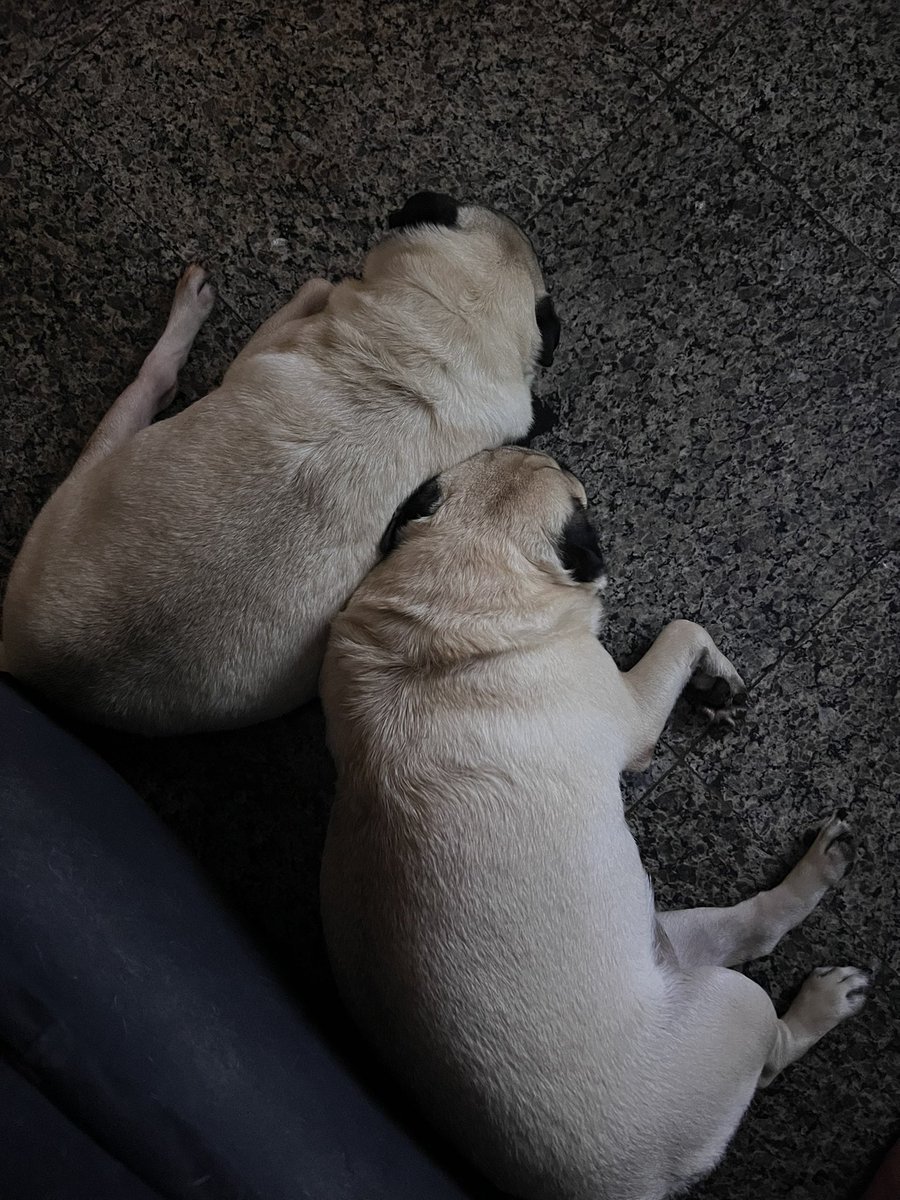 AlmirGadelha's tweet photo. Mó paz de hoje… #Jujucarente #Mikkuspug https://t.co/t7gr1T9IDA