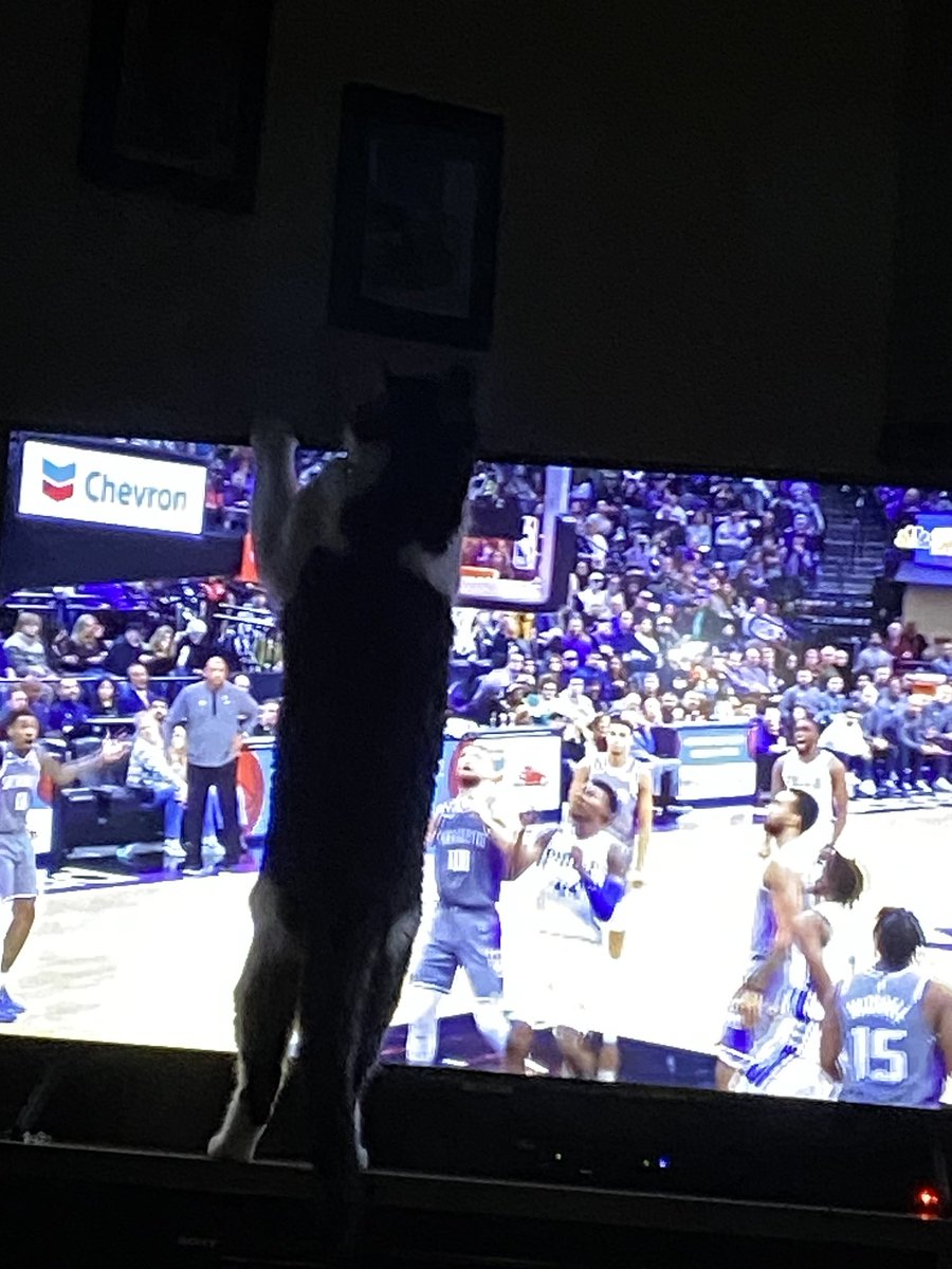 gaskillmichelle's tweet photo. Our cat Bandit coming off the bench to help with Kings defense. https://t.co/wJPjp5pLPT
