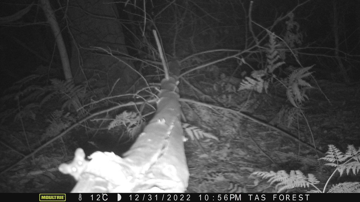 #WildTracker has had its first submission of a #pygmypossum (Cercartetus lepidus). Look at its ears!! ⁦@Larena_W⁩ snapped this little fella on her property at Lilydale using #cameratraps setup as a part of our WildTracker program. 
More info: linktr.ee/tasland