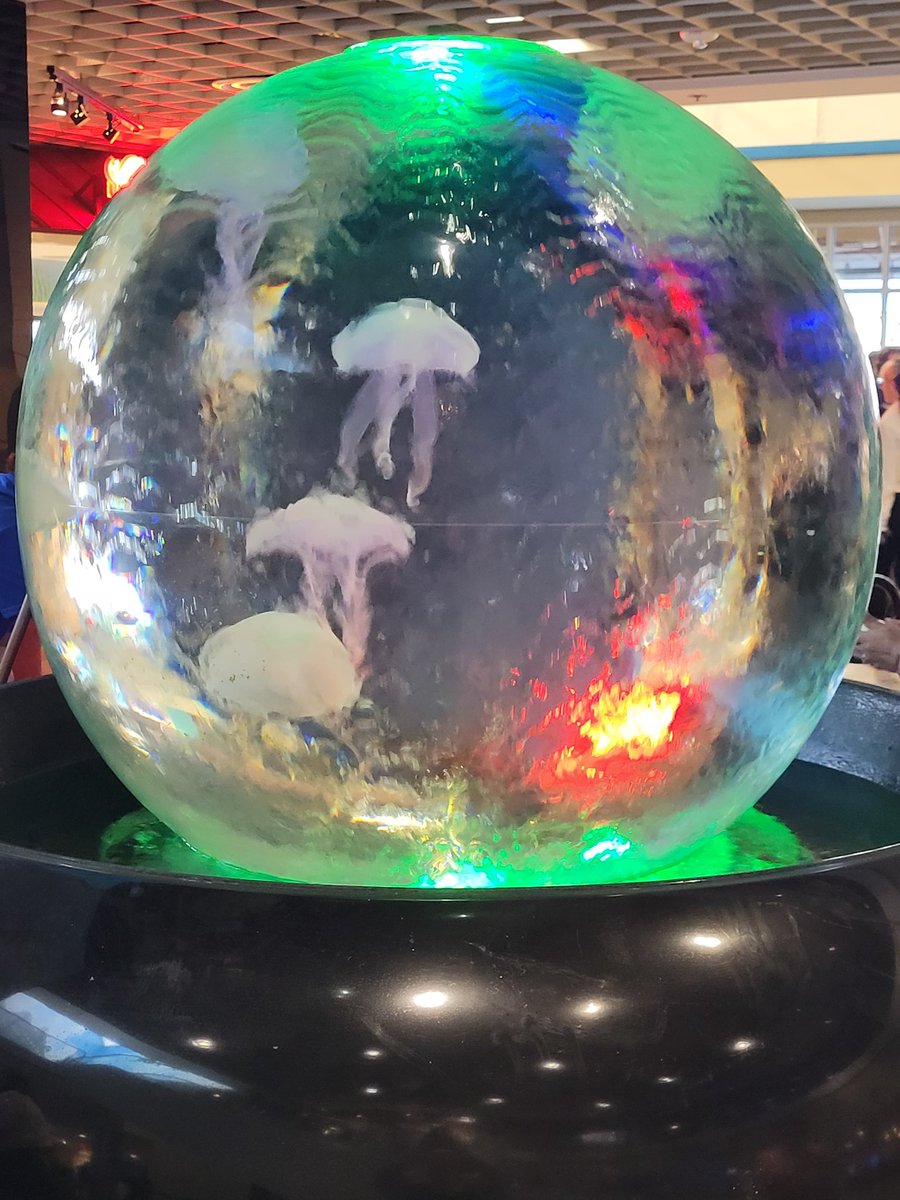 the_spiffinator's tweet photo. Fun Fact  #1
Jelly fish feel like #tengas

Fun Fact#2 
The stingrays are like wet soft felt
 #Floridavacation
#thefloridaaquarium 
#vacationmode https://t.co/lOH3Sv9l2W
