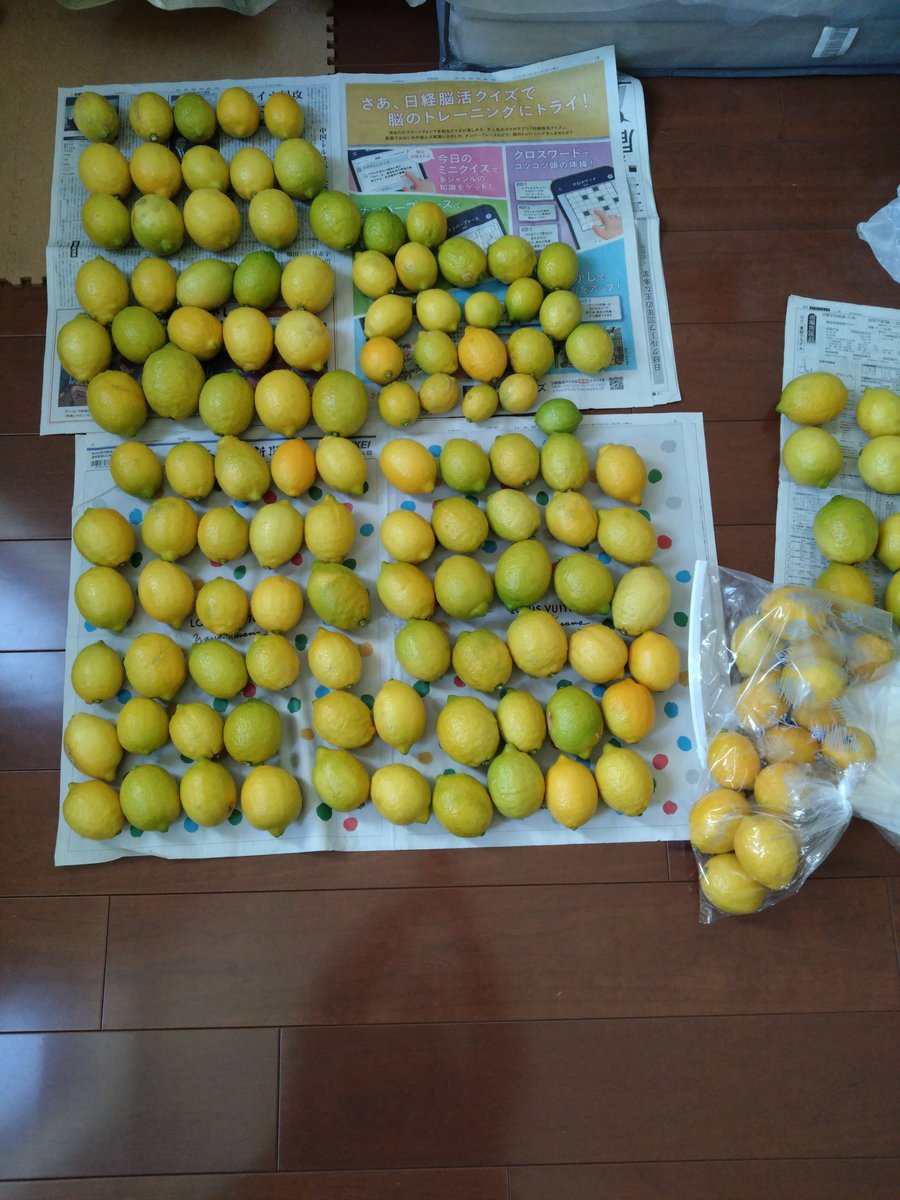 furafuraman's tweet photo. 寒波が来るということなのでレモンを全部収穫しました。
今年の収穫はトータル311個でした。
#レモン https://t.co/LNpgGKSExc